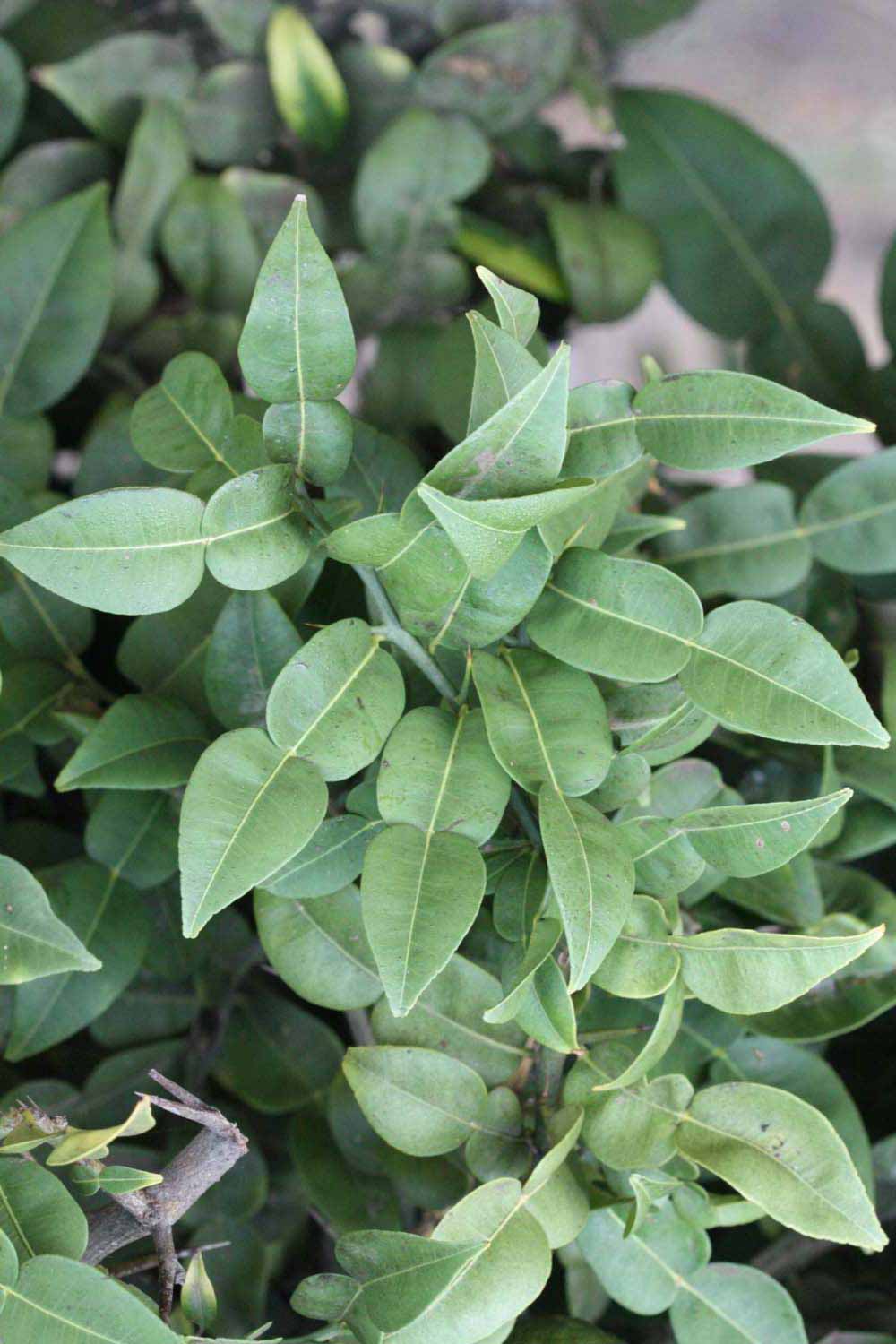              Shade leaves (Riverside, CA)       